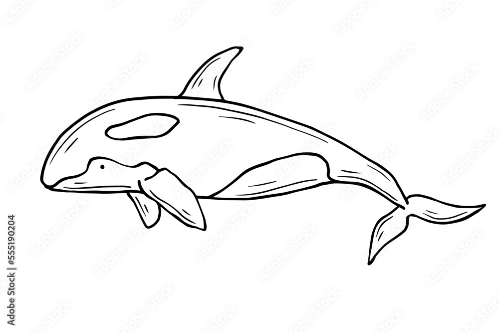 Sketch of marine predatory mammal killer whale. Sketch of marine predatory mammal killer whale.
