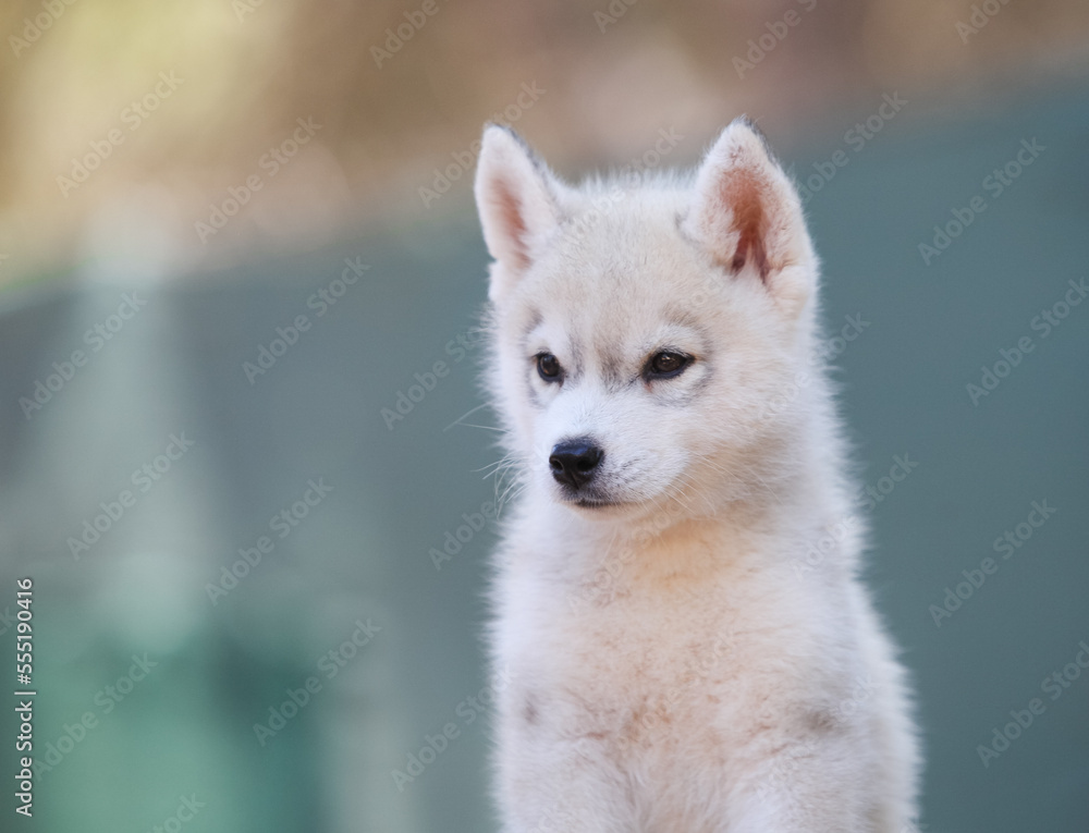 Obraz premium Beautiful siberian husky puppy in the park