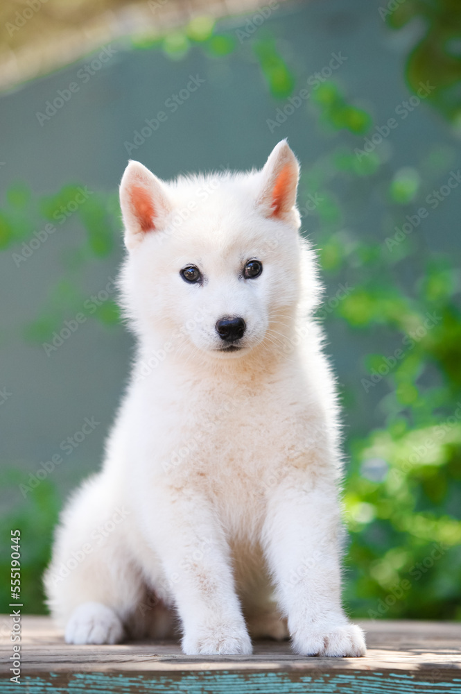 gray and white siberian husky dog