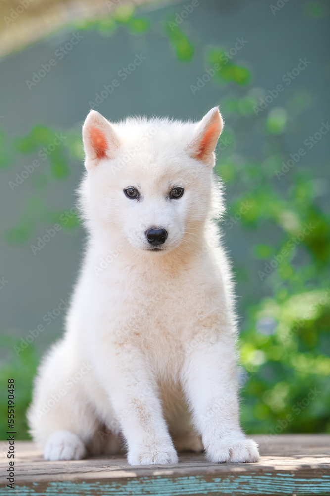 gray and white siberian husky dog gray and white siberian husky dog