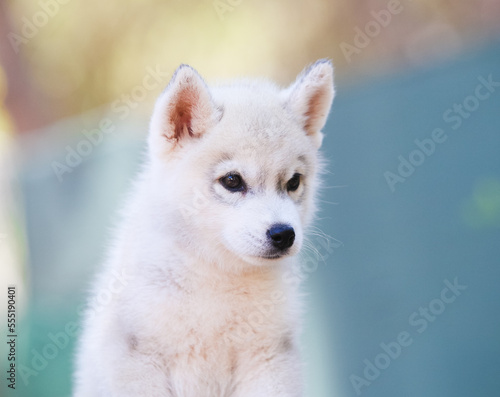 Beautiful siberian husky puppy in the park