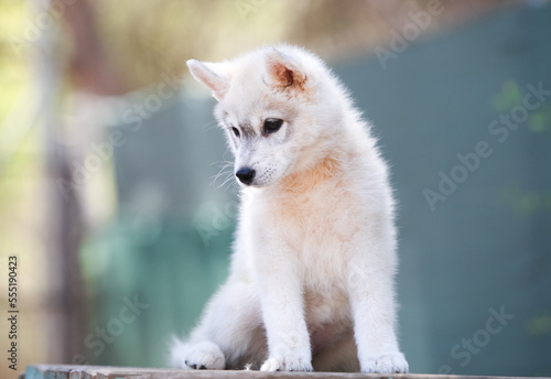 Beautiful siberian husky puppy in the park