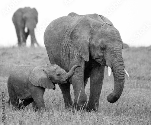 Mother and baby elephant 