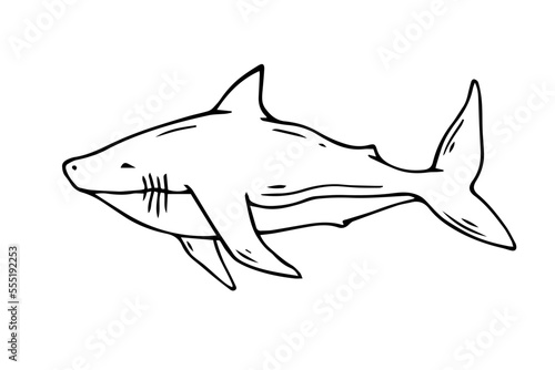 Linear sketch of a shark. Vector graphics.