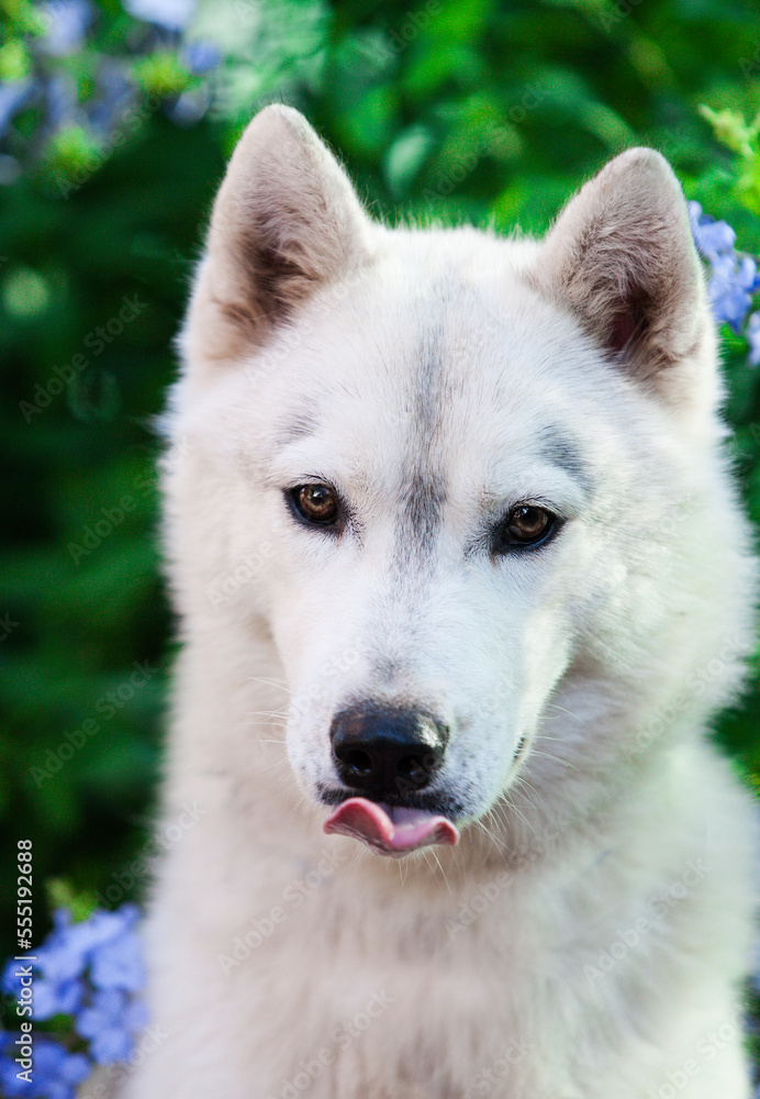 Siberian husky puppy on the street	