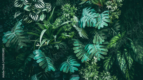 A background with an abstract design and a close-up texture of green leaves.
