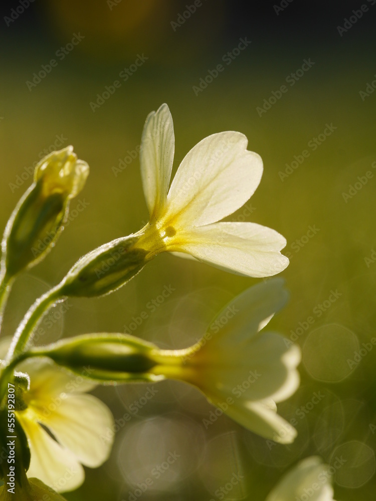 flower sunny flower sunny