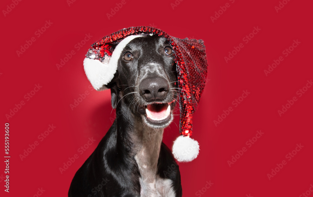 Black greyhound dog celebrating christmas. Isolated on red background Black greyhound dog celebrating christmas. Isolated on red background