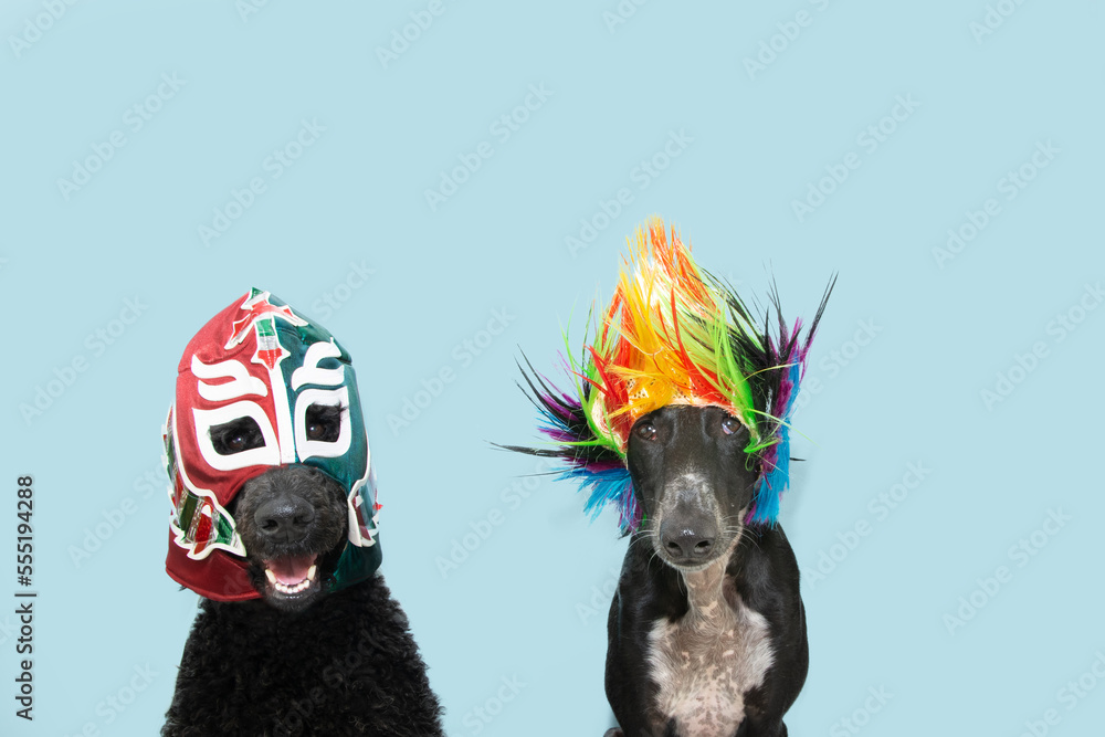 Dog clearance wrestling costume