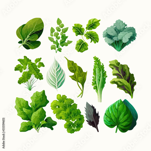 Leafy salad green. Isolated on background. Cartoon flat vector illustration