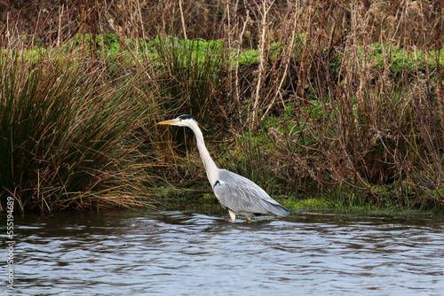 A beautiful grey Heron standing in a lake  the bird is hungry and looking for food.
