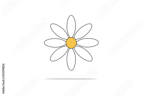 daisy flower on white background