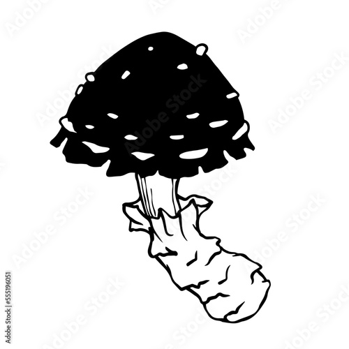 Sketch of poisonous wild forest mushrooms.Vector graphics.