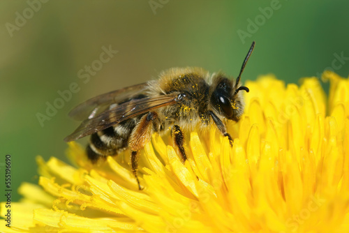 Closeup on a female Banded mining bee, Andrena gravida, sitting on a yellow dandelion, Taraxacum officinale flower