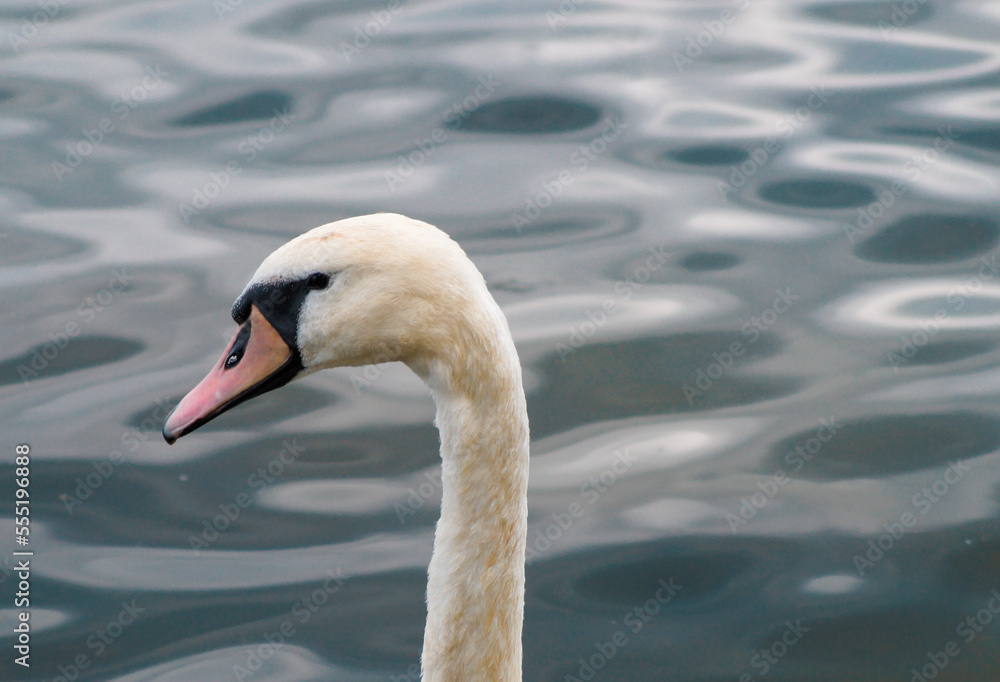 mute swan cygnus olor mute swan cygnus olor