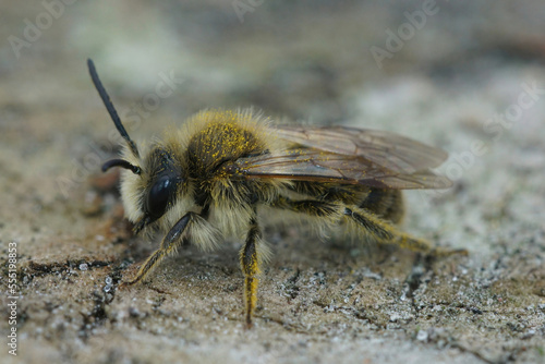 Closeup on a hairy male Catsear mining bee, Andrena humilis, sitting on wood