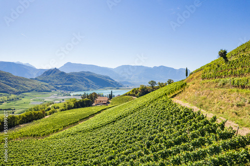 Wallpaper Mural Weinberglandschaft rund um den Kalterer See im Süden Südtirols Torontodigital.ca