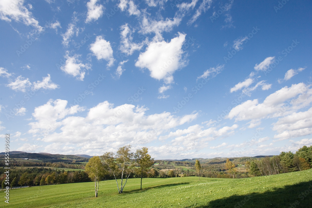 Trees on vast grassland. Trees on vast grassland.