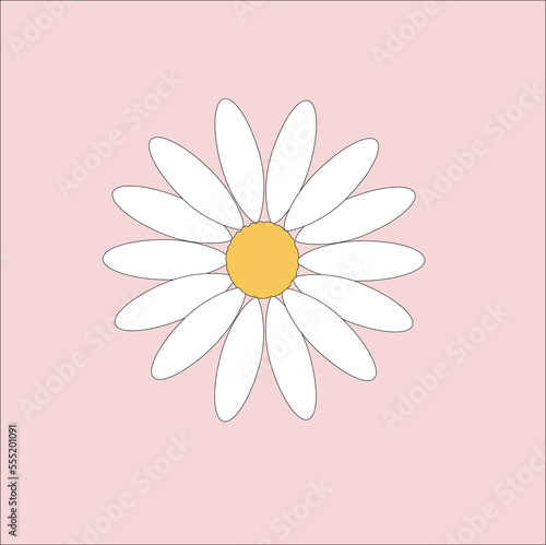 pink, daisy, flower,  vector,  floral, decorative, 