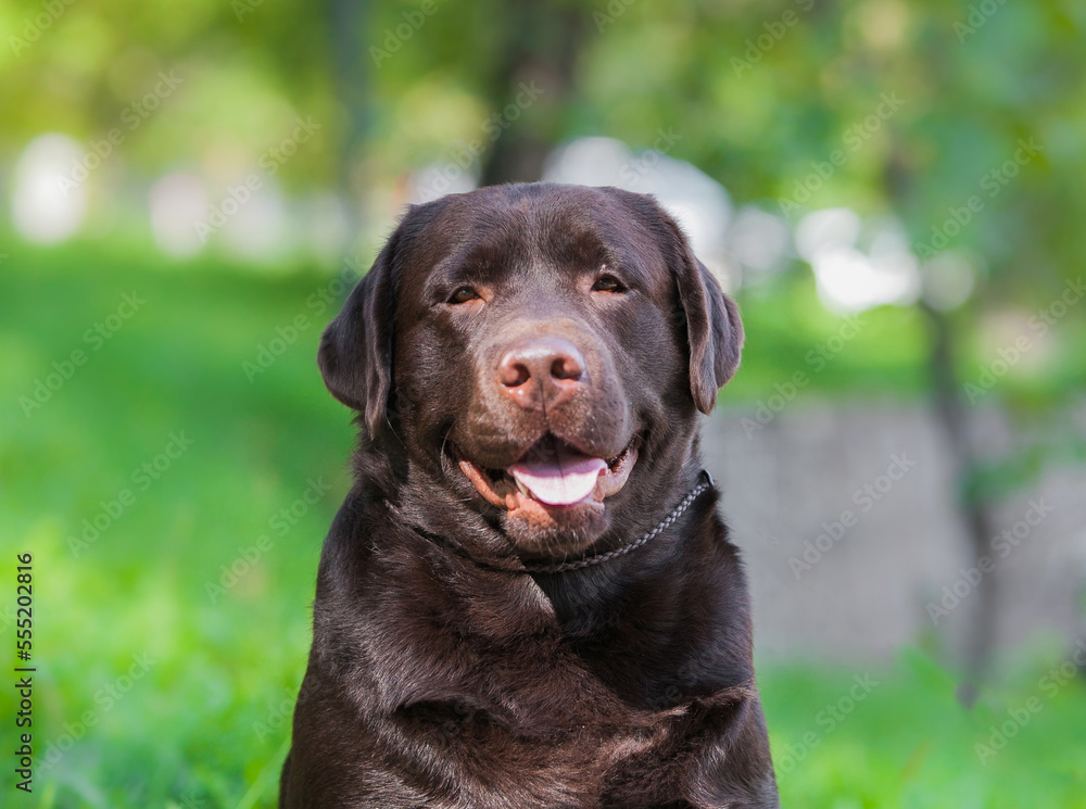 Chocolate labrador retriever portrait in the park