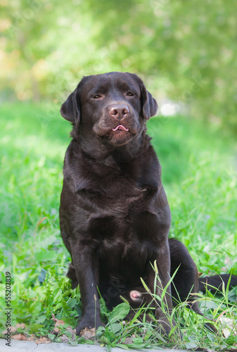 Chocolate labrador retriever portrait in the park
