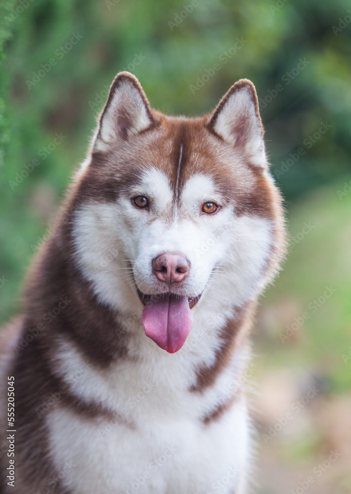 Siberian husky puppy on the street	