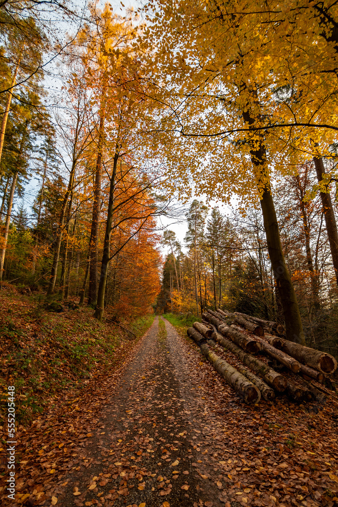 Fototapeta premium A path in autumn yellow, orange and red forest in Black Forest in Germany