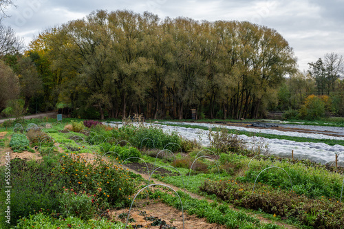 Allotment gardens with green cultivation in the park, Brussels, Belgium