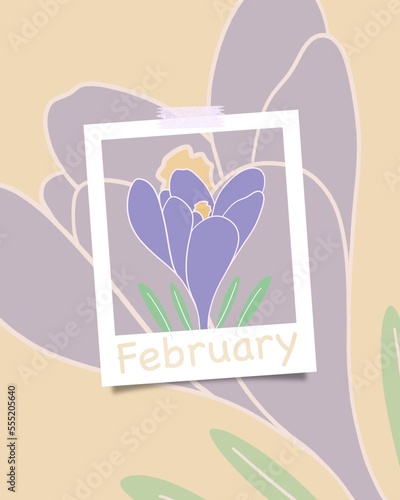 Minimalist flat floral illustration of purple crocus flower. February concept theme, modern muted colors. Trendy calendar, winter season.