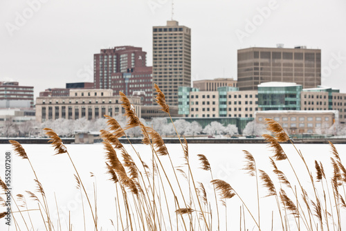 Reeds with city at waterfront in the background, Charles River, Kendall Square, Cambridge, Middlesex County, Massachusetts, USA photo