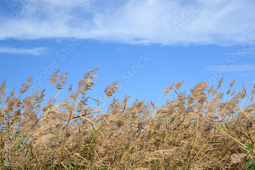 High golden grass in wind with sky