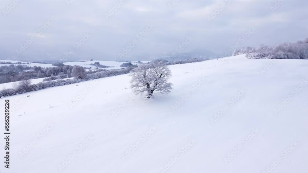 Aerial view of a 500 year old solitary tree under a blanket of snow at sunrise. Following in the footsteps of a proto-human. White winter scenery in Kozlovice, Czech republic. 4k video Aerial view of a 500 year old solitary tree under a blanket of snow at sunrise. Following in the footsteps of a proto-human. White winter scenery in Kozlovice, Czech republic. 4k video
