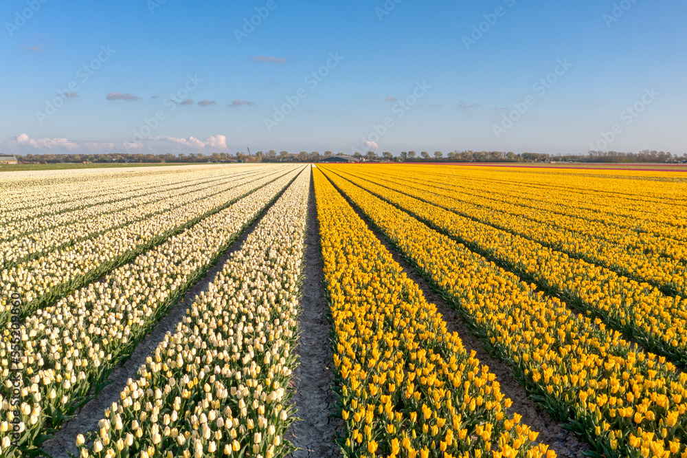 Fields of tulips in The Netherlands at a spring evening.