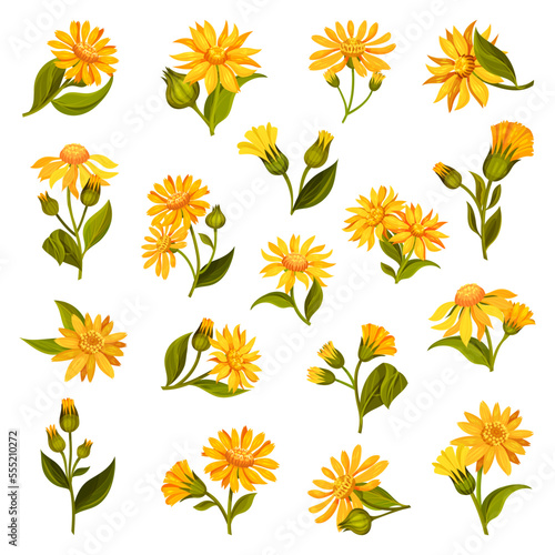 Arnica Yellow or Orange Flower Head with Long Ray Florets on Green Stem Big Vector Set