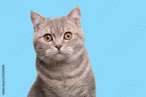 Fotografie Portrait of a pretty silver tabby british shorthair cat looking at the camera is