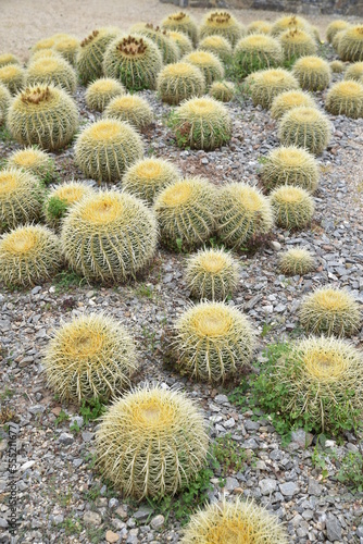 Cactus boule au jardin