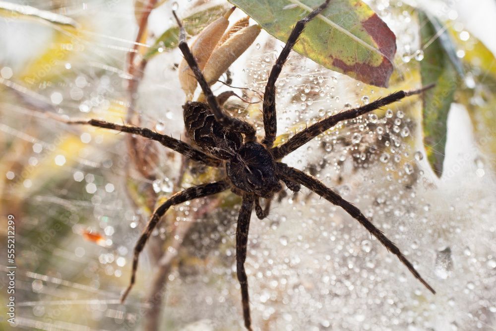 Wolf spider at Lake Umbagog