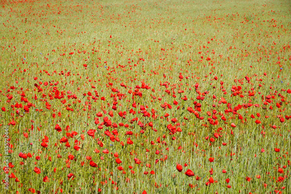 Poppy field in summer, Sweden