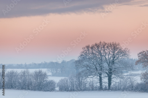 Pink and blue sunset over snowy field with line of bald trees in winter, Schleswig-Holstein, Northern Germany © sg-naturephoto.com 