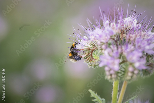 Anthophila bee collects nectar from blooming flowers in a summer field.