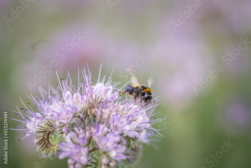 Anthophila bee collects nectar from blooming flowers in a summer field.