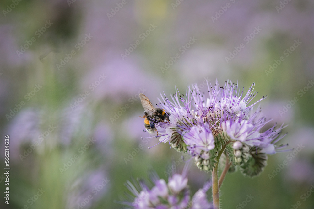 Anthophila bee collects nectar from blooming flowers in a summer field. Anthophila bee collects nectar from blooming flowers in a summer field.