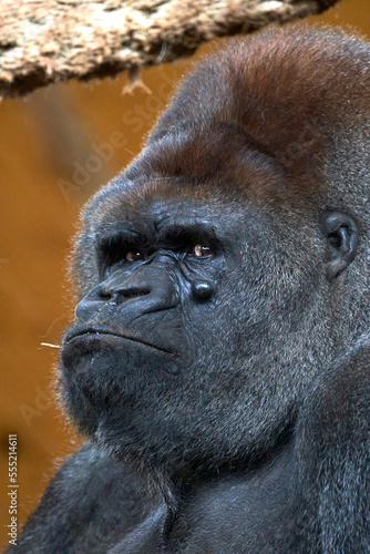Beautiful side close vertical portrait of a silverback gorilla with a branch in its mouth looking at the camera in the Cabarceno Nature Park, in Cantabria, Spain, Europe