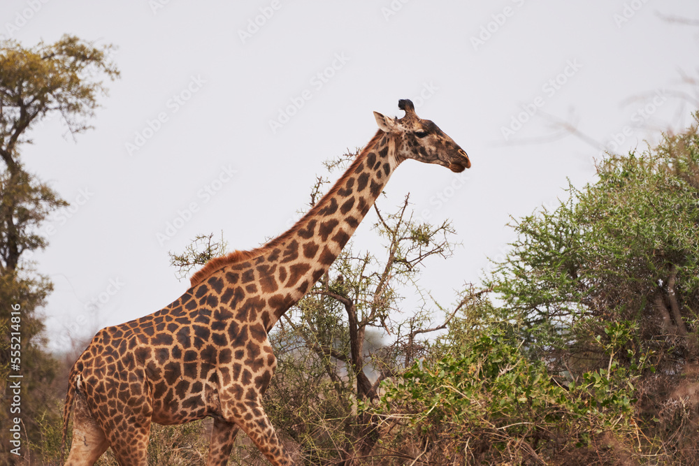 Obraz premium Beautiful profile portrait of a Giraffe among bushes in the African savannah of the Masai Mara National Reserve, in Kenya, Africa