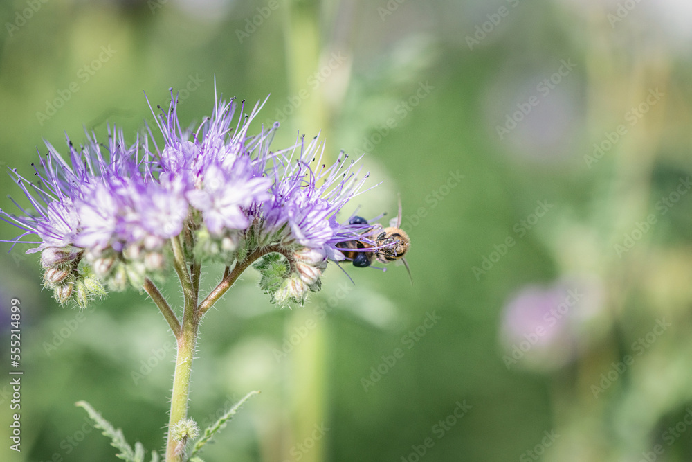 Anthophila bee collects nectar from blooming flowers in a summer field. Anthophila bee collects nectar from blooming flowers in a summer field.
