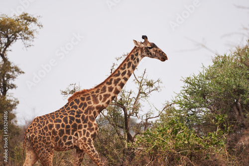 Beautiful profile portrait of a Giraffe among bushes in the African savannah of the Masai Mara National Reserve  in Kenya  Africa