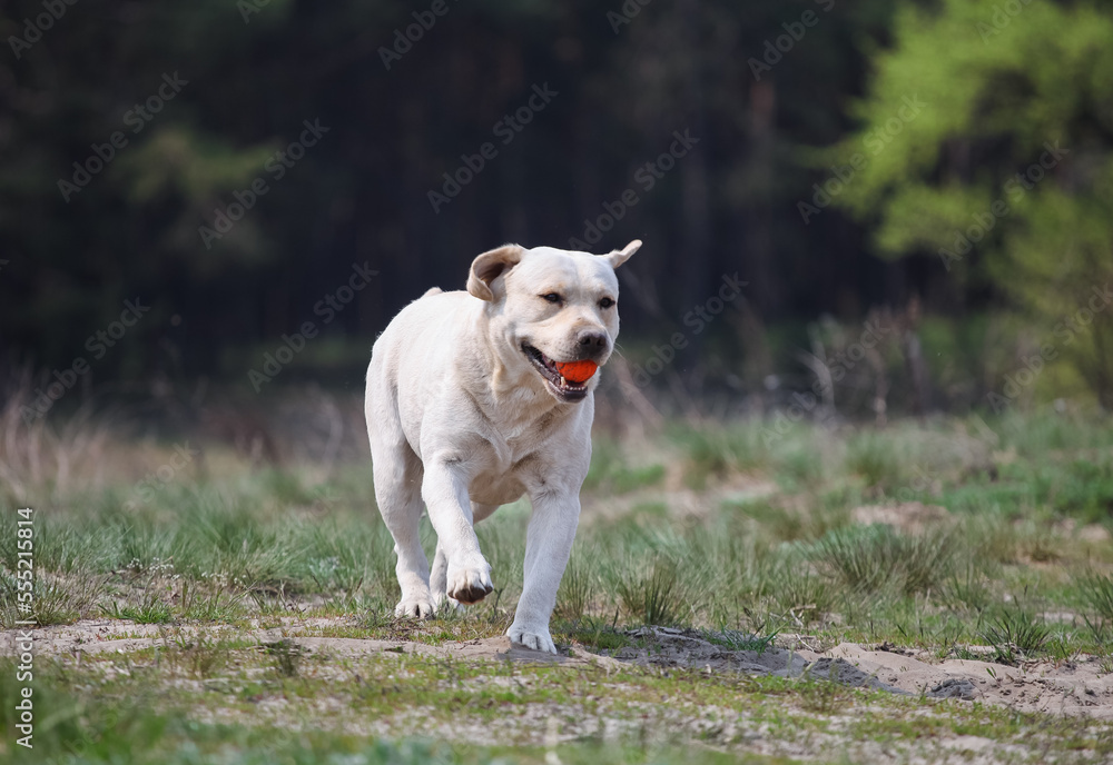 Labrador retriever in green park
