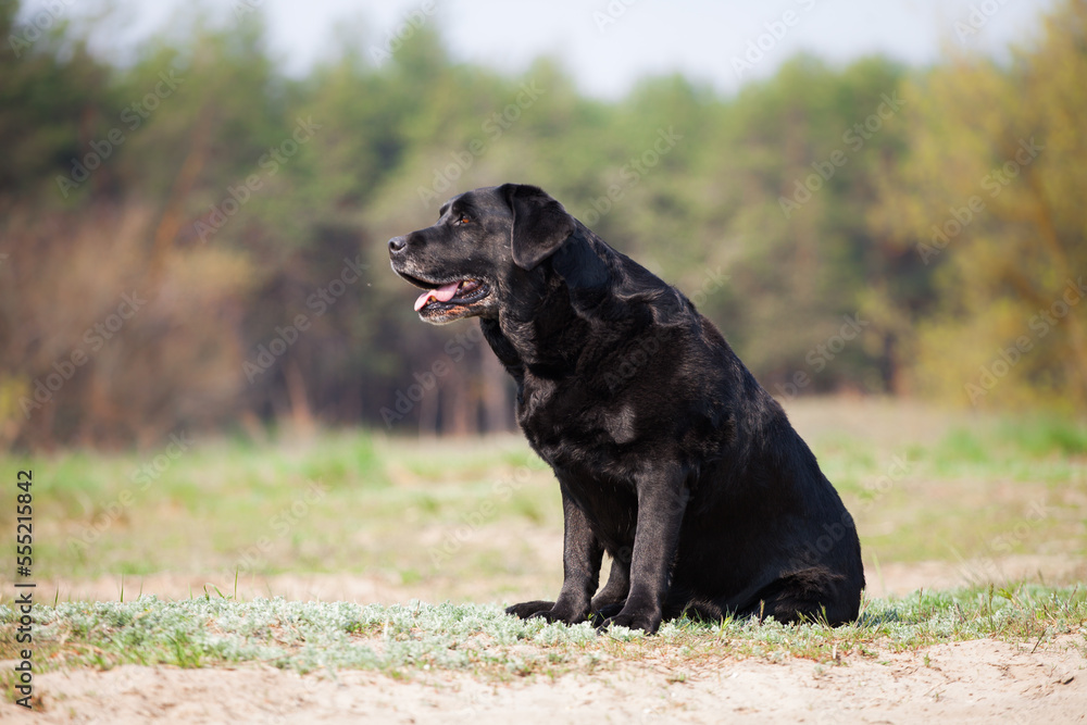 Labrador retriever in green park