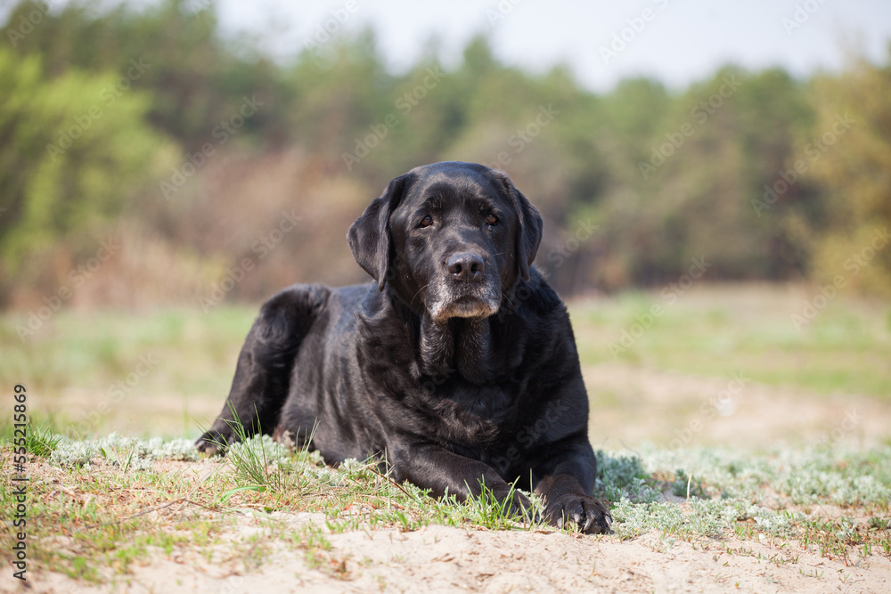 Labrador retriever in green park Labrador retriever in green park