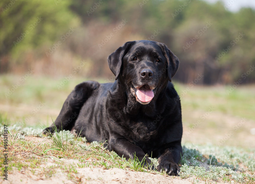 Labrador retriever in green park